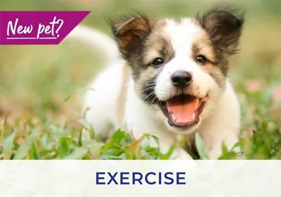 Village Vet discuss exercising your puppy and kitten
