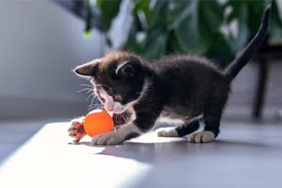 caring for your kitten