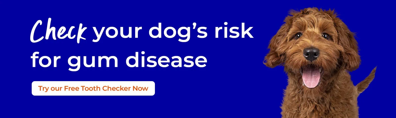 Dental Care at VillageVet