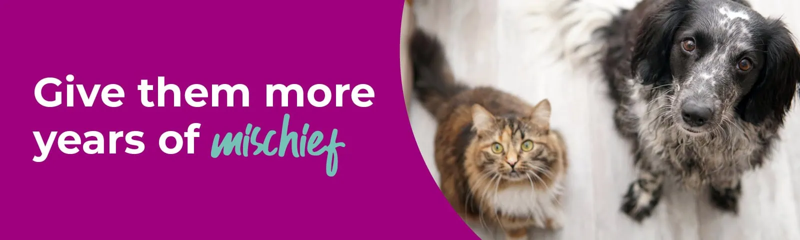 51255 Village SeniorPets Int 1600x480