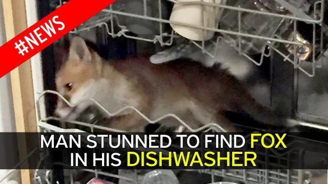 fox in dishwasher