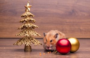 christmas-hamster
