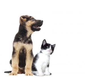 kitten and puppy looking
