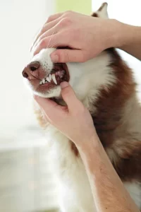 dog dental care in london, hertfordhire and Cambridge