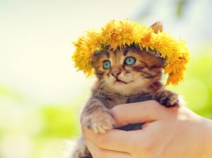 summer-kitten