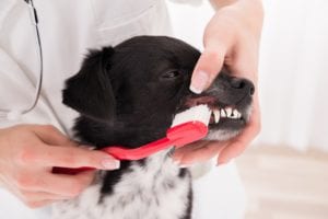 Dog-Dental