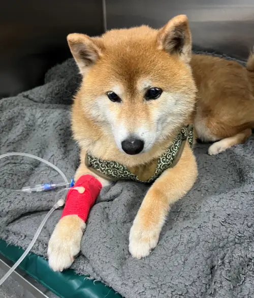 village vet in cambridge - dog needed urgent treatment for Addison’s disease